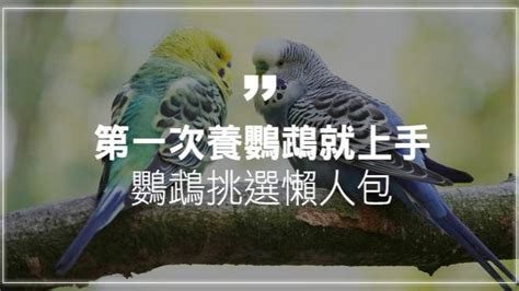 養鳥|第一次養鸚鵡就上手！鸚鵡種類介紹、挑選懶人包